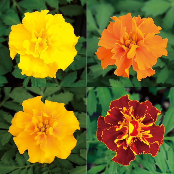 マリーゴールド ホットパック ミックス｜種（タネ）,球根,苗,資材