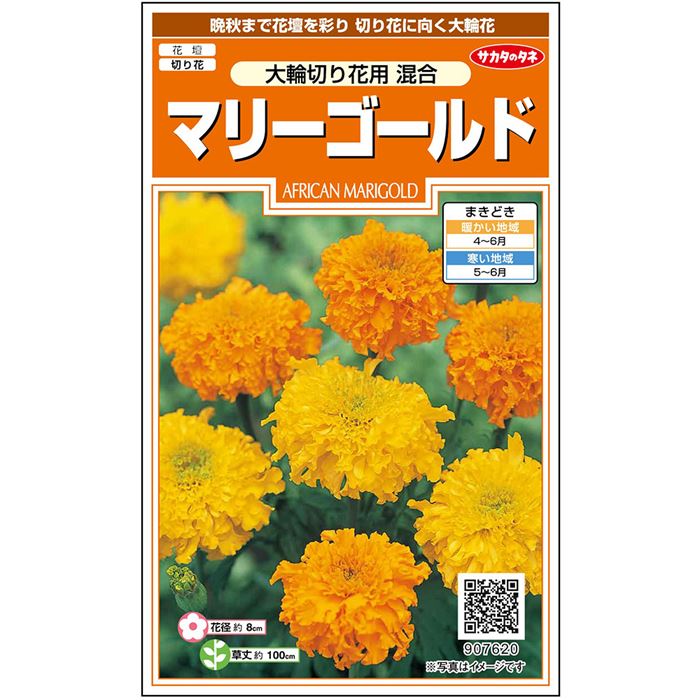 マリーゴールド マリーゴールド 大輪切り花用 混合｜種（タネ）,球根
