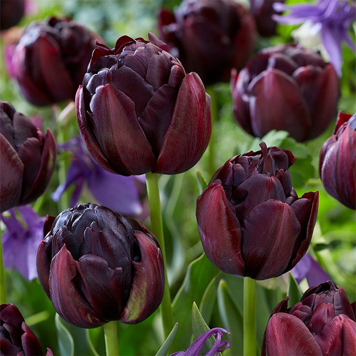 カラーパレット(R) チューリップ 八重咲き ブラックヒーロー｜種（タネ