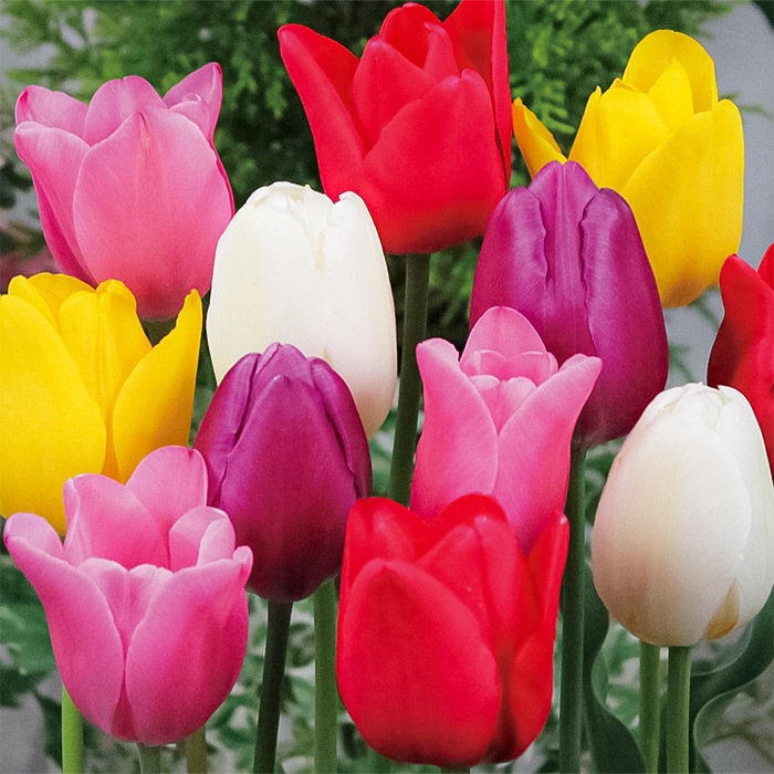 国産球チューリップ 国産球 一重咲きミックス｜種（タネ）,球根,苗