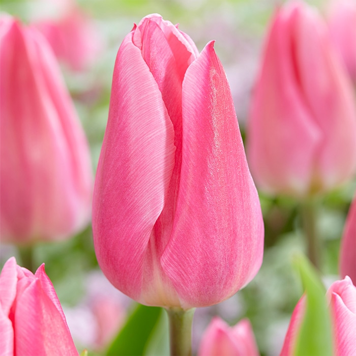 チューリップ 一重咲き クリスマスドリーム｜種（タネ）,球根,苗,資材