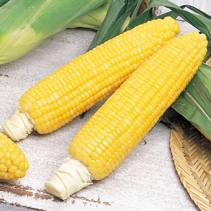 スイートコーン ゴールドラッシュ(R)90｜種（タネ）,球根,苗,資材