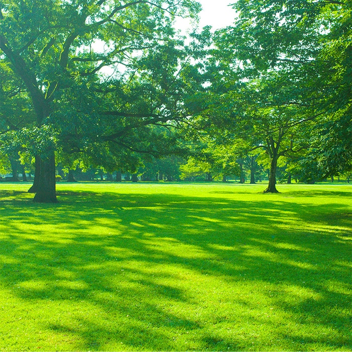 西洋芝 みどりの芝生シリーズ 日陰に強い｜種（タネ）,球根,苗,資材