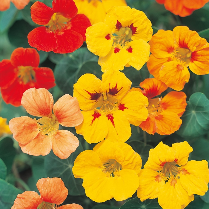 ナスタチューム（金蓮花） ジュエル ミックス｜種（タネ）,球根,苗