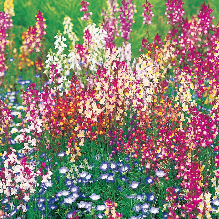 リナリア（姫金魚草） 高性混合｜種（タネ）,球根,苗,資材