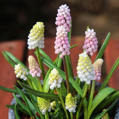 ムスカリ ピンク＆ホワイトミックス｜種（タネ）,球根,苗,資材