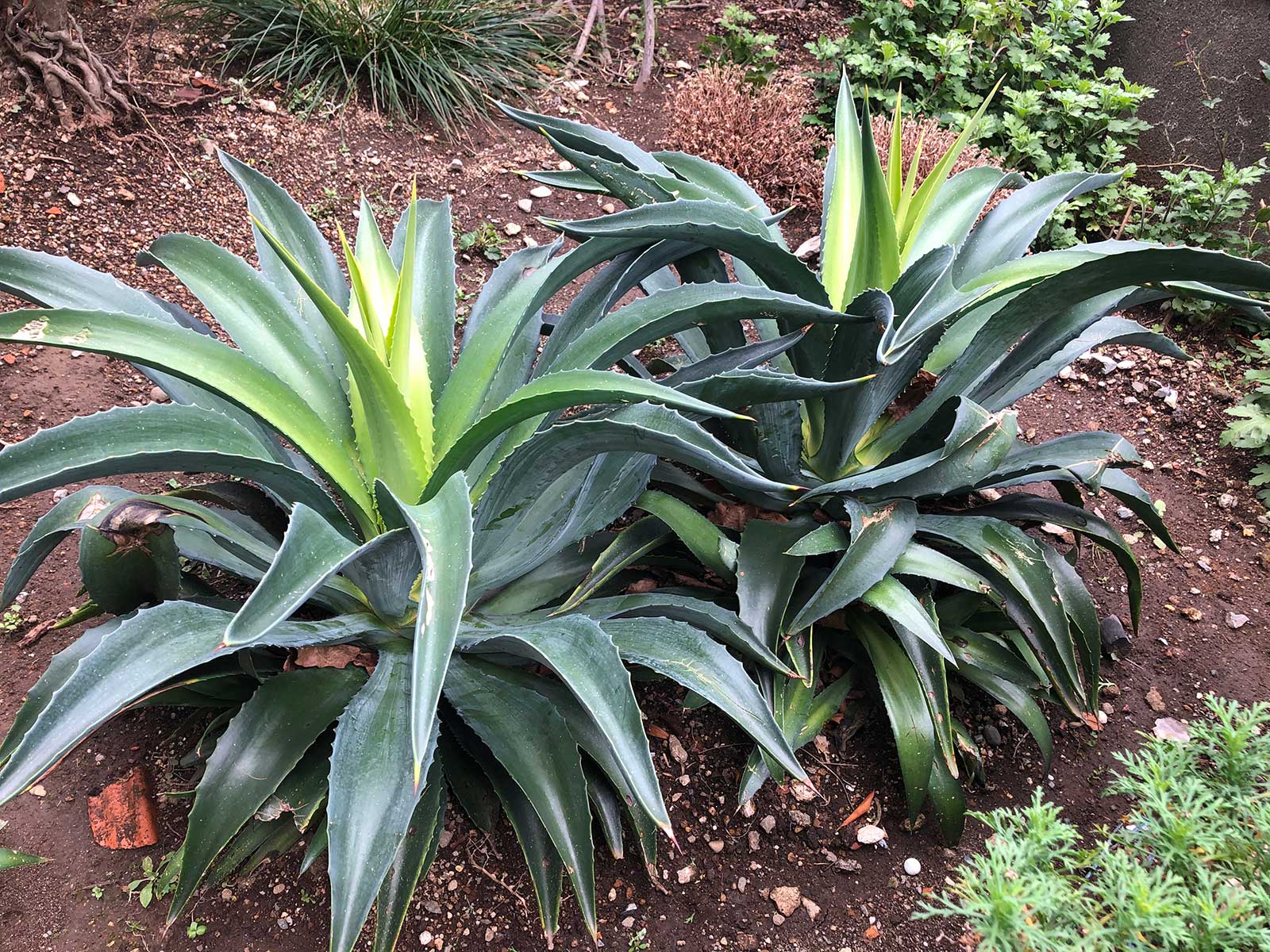 アガベの特徴・実用例・通販 – Seeding