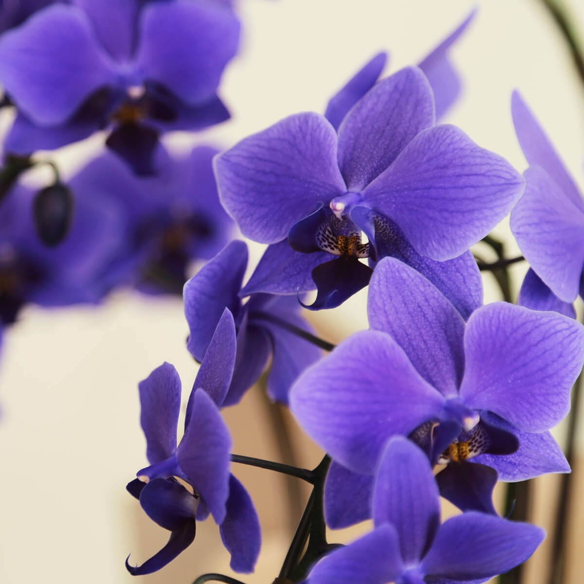 ミディ胡蝶蘭】世界初の青色コチョウラン｜ブルージーン（BLUE GENE