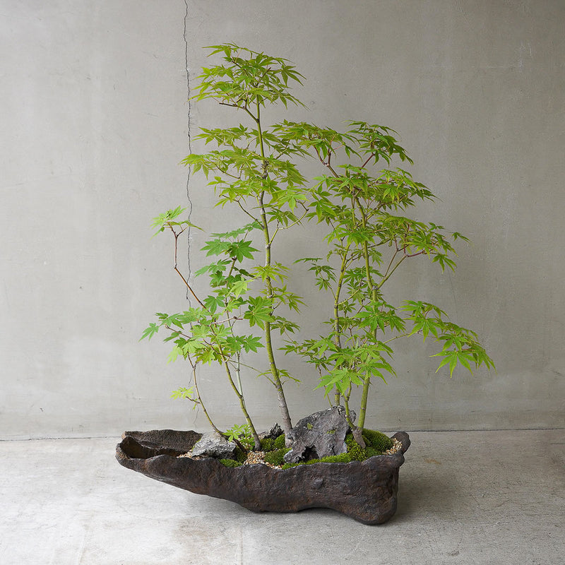 ○23-SJ73 鞍馬鉢 船型 イロハモミジ寄せ植え 石付き – 雨晴/AMAHARE