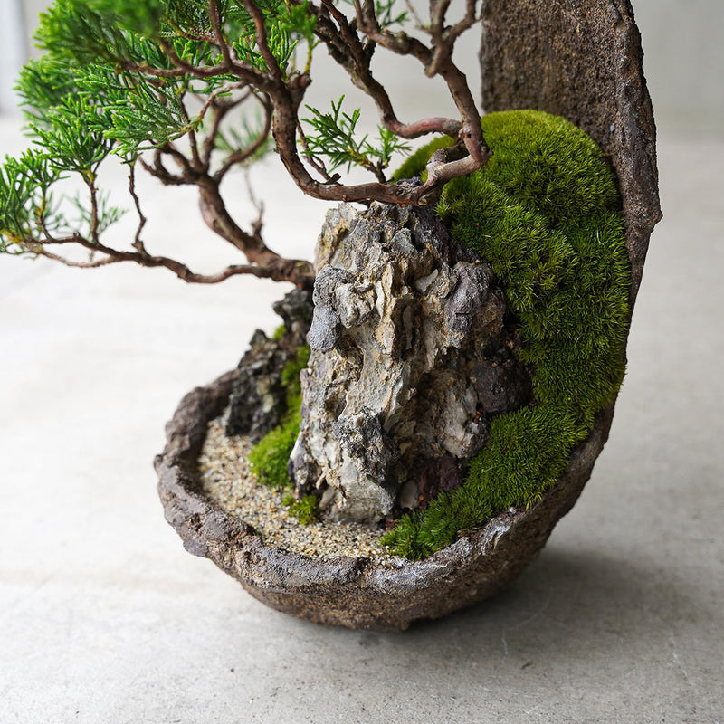 ○23-SJ3 鞍馬鉢 月小 真柏 石付き – 雨晴/AMAHARE