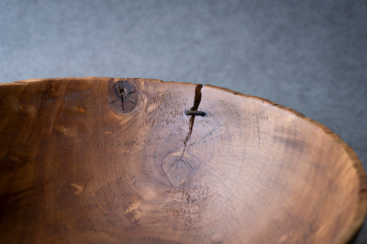 ○22-KF195 ホルトノキ 鉢 – 雨晴/AMAHARE