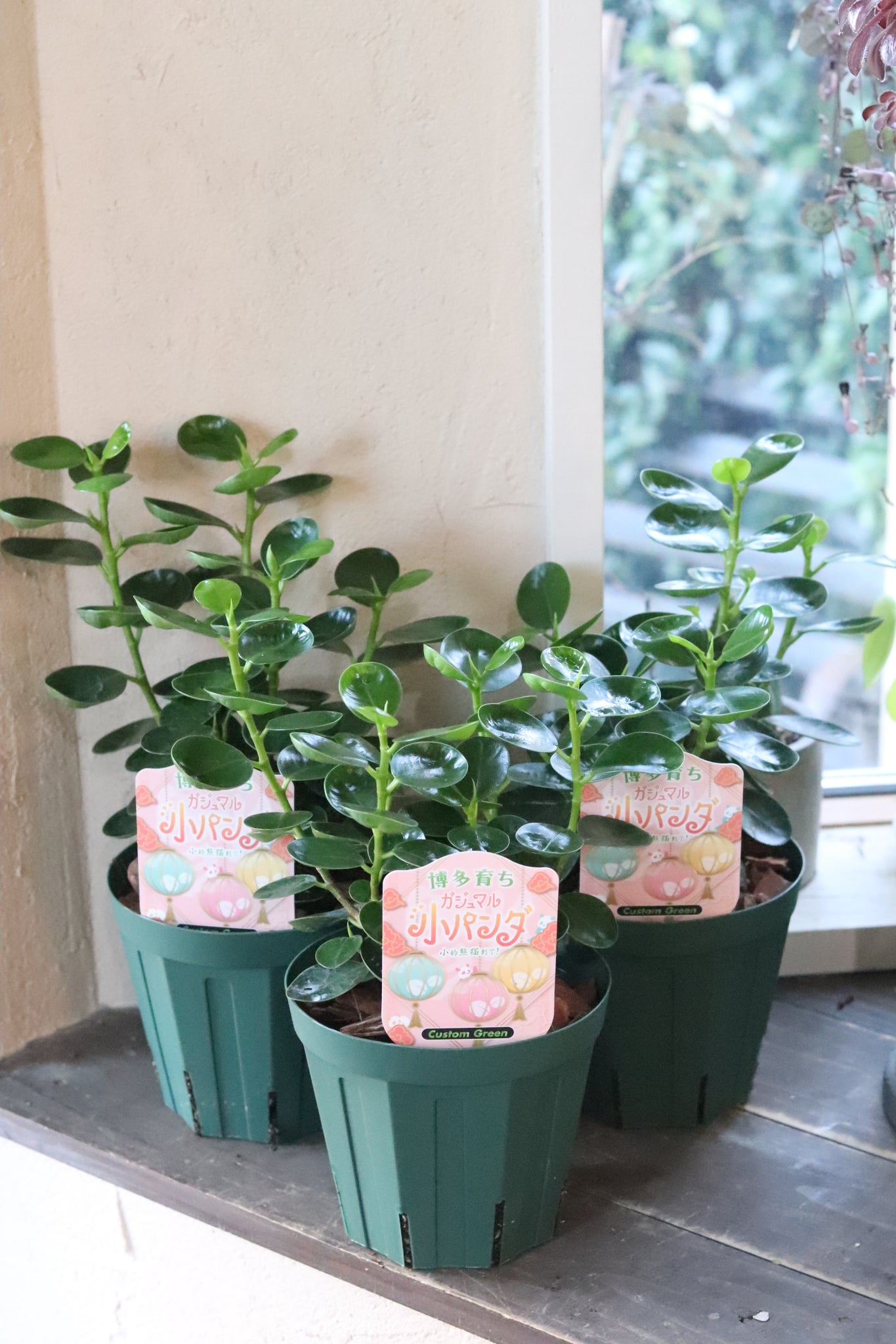 コパンダガジュマル – karen* flower store