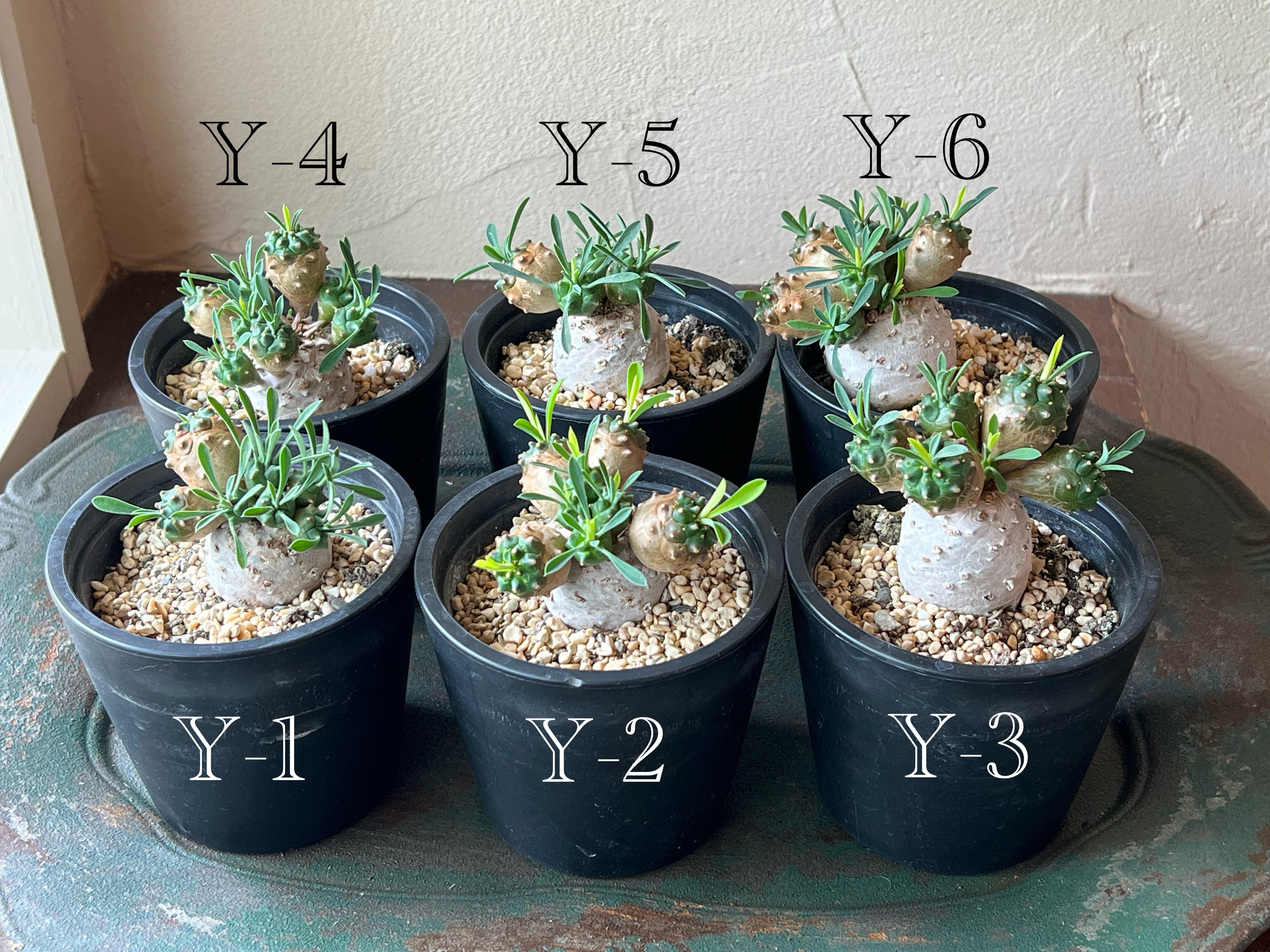 ユーフォルビア 蛾眉山 – karen* flower store