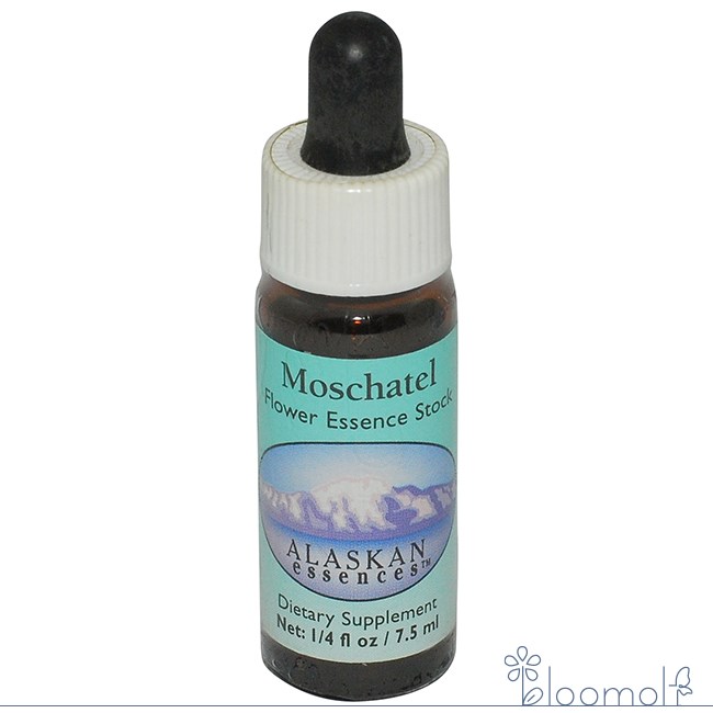 楽天市場】ワンサイデッドウィンターグリーン アラスカン・エッセンス