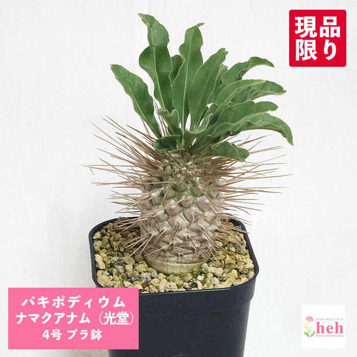 楽天市場】コーデックス：パキポディウム ミニ マカイエンセ 陶器鉢