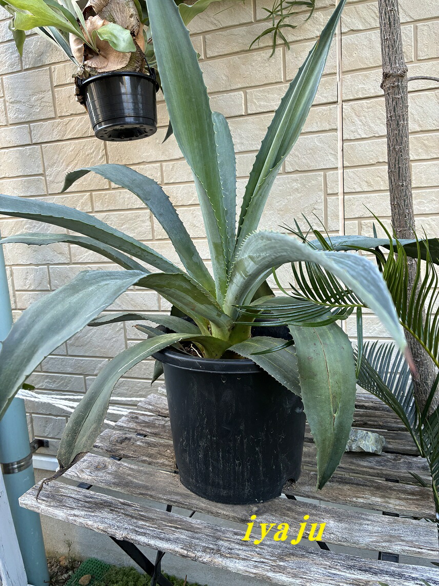 楽天市場】アガベ ブルーグロー リュウゼツラン ロックガーデン ドライ