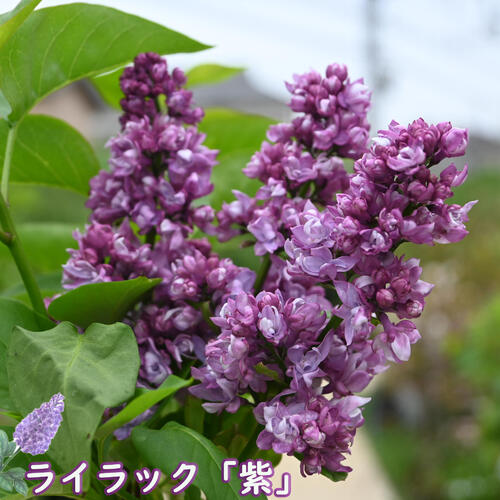 楽天市場】ライラック プレジデントグレビー 接木2年生 1本 : e-フラワー