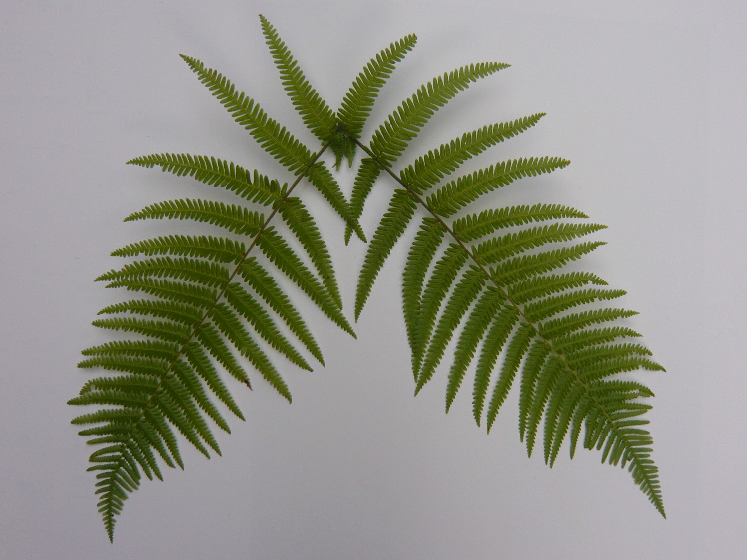 楽天市場】国産 ウラジロ 大 生【しめ縄飾り】 50cm〜60cm×10枚