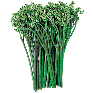 ワラビの苗｜タキイネット通販【公式】