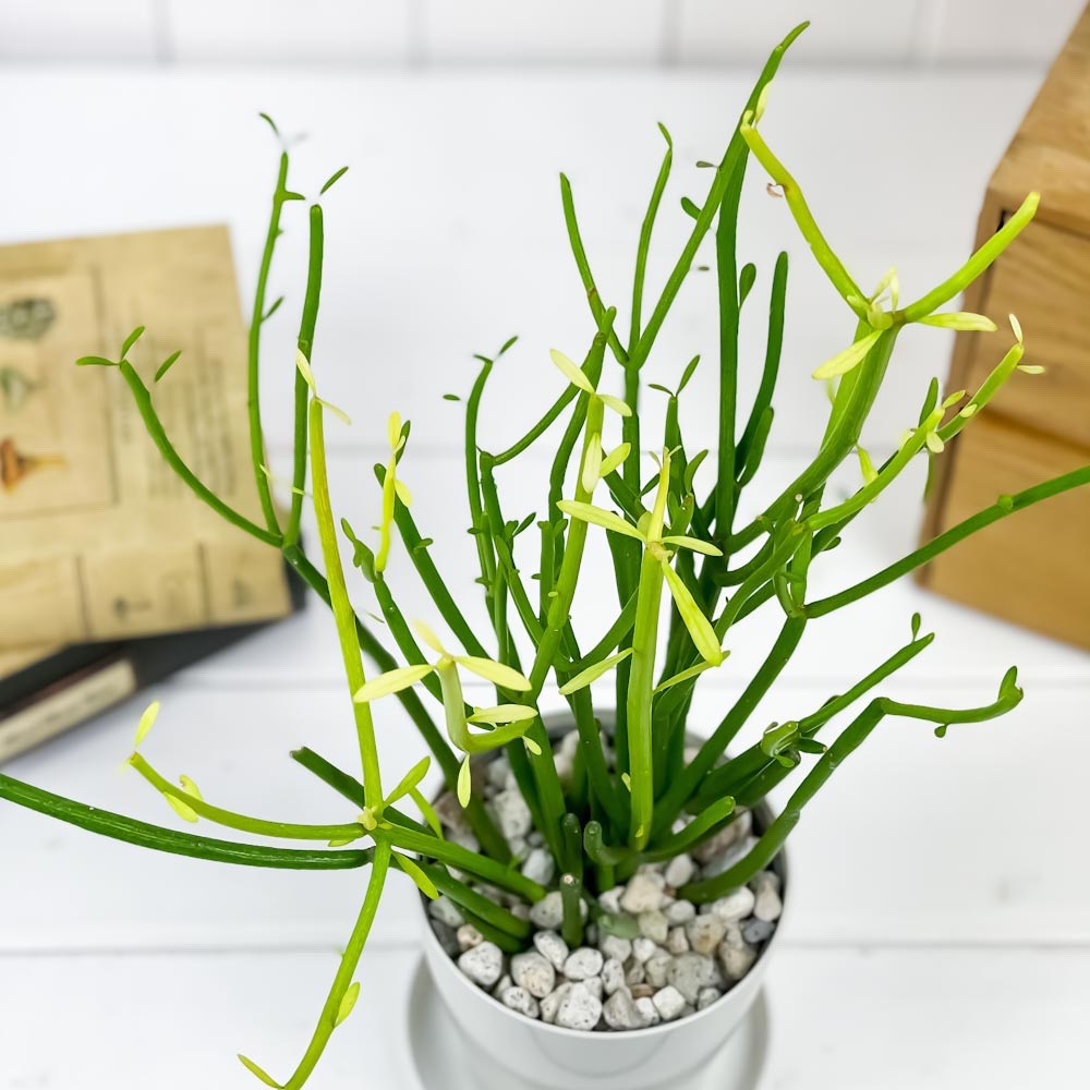 PLANCHU 多肉植物 ユーフォルビア ティルカリ ファイヤースティック