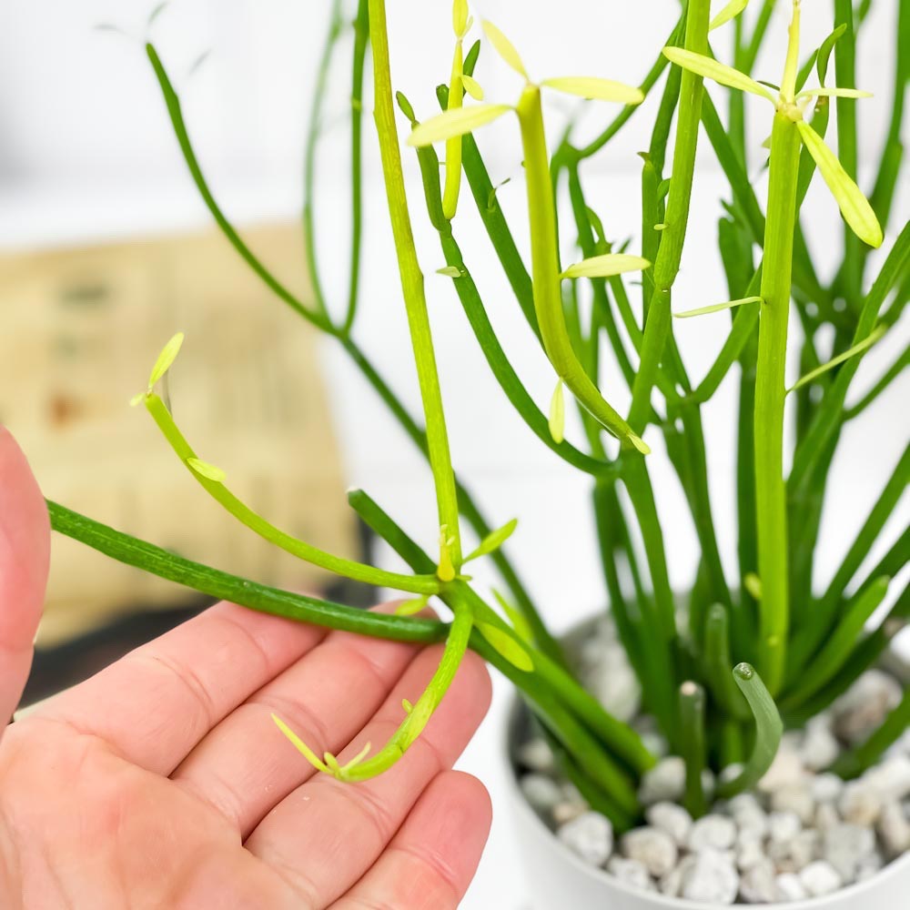 PLANCHU 多肉植物 ユーフォルビア ティルカリ ファイヤースティック