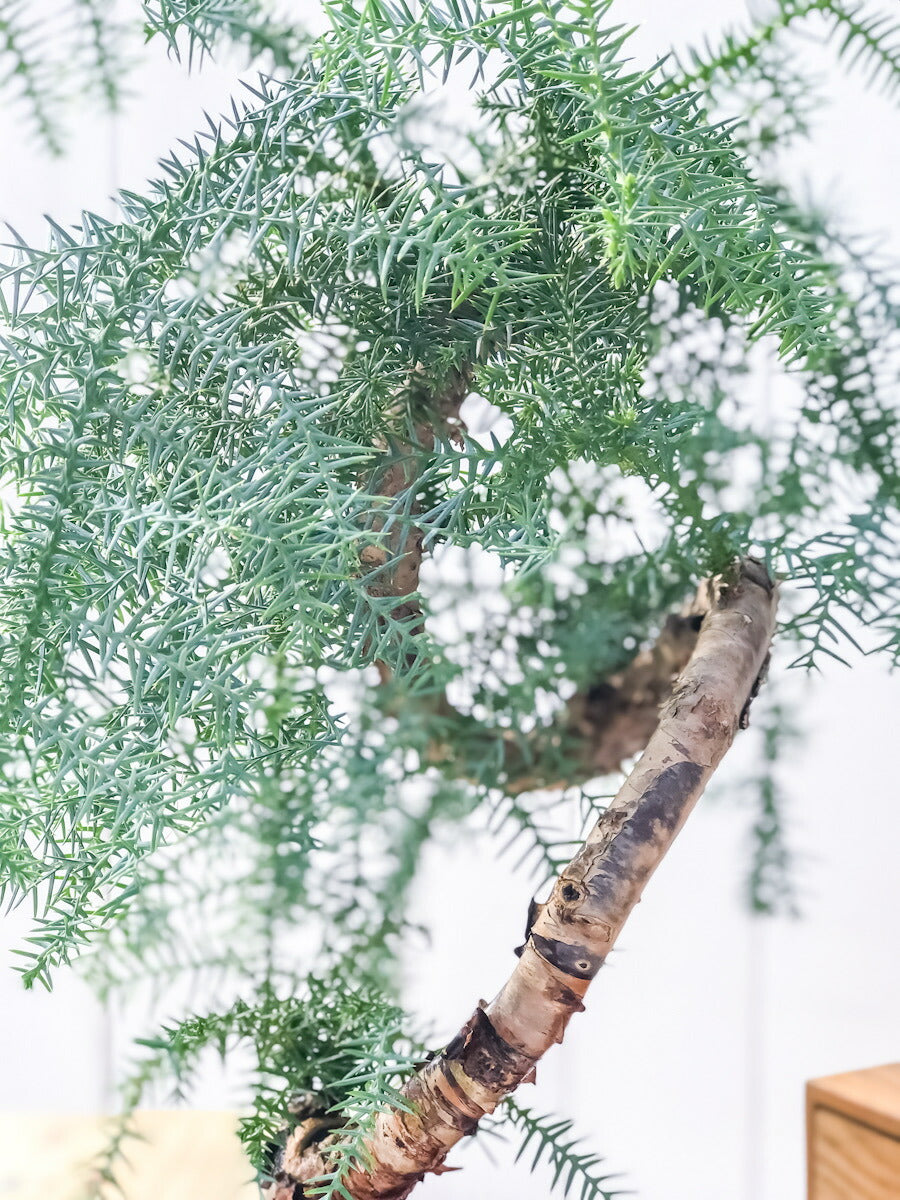 PLANCHU 観葉植物 アローカリア カニンガミー 8号鉢 受け皿付き 育て方