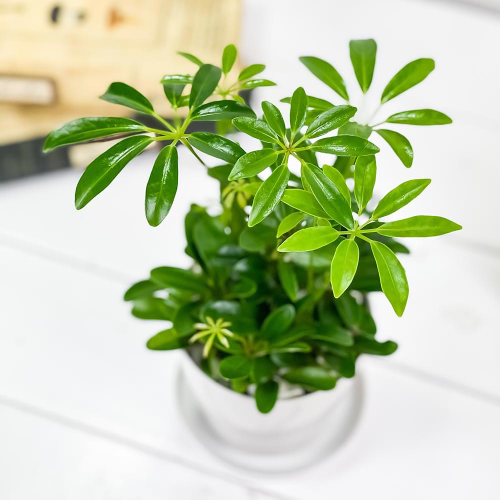 PLANCHU 観葉植物 シェフレラ アルボリコラ コンパクタ 3.5号鉢 受け皿