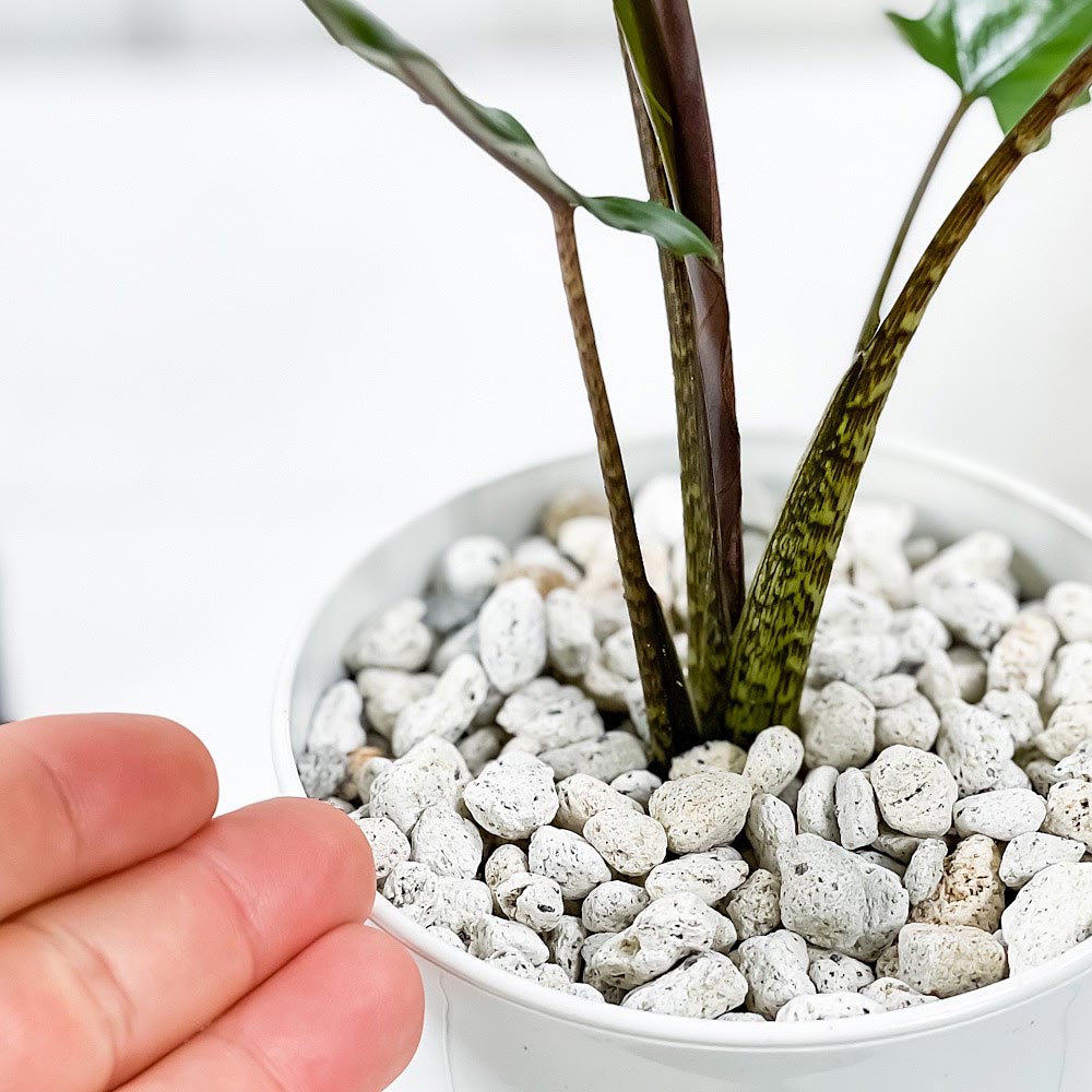 PLANCHU 観葉植物 アロカシア ラウテルバキアナ 4号鉢 受け皿付き 育て