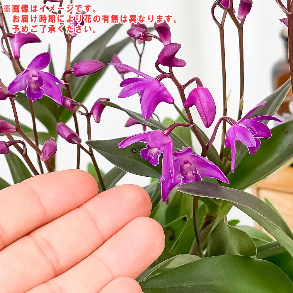 PLANCHU 洋ラン デンドロビウム キンギアナム タクミ 3号鉢 受け皿付き