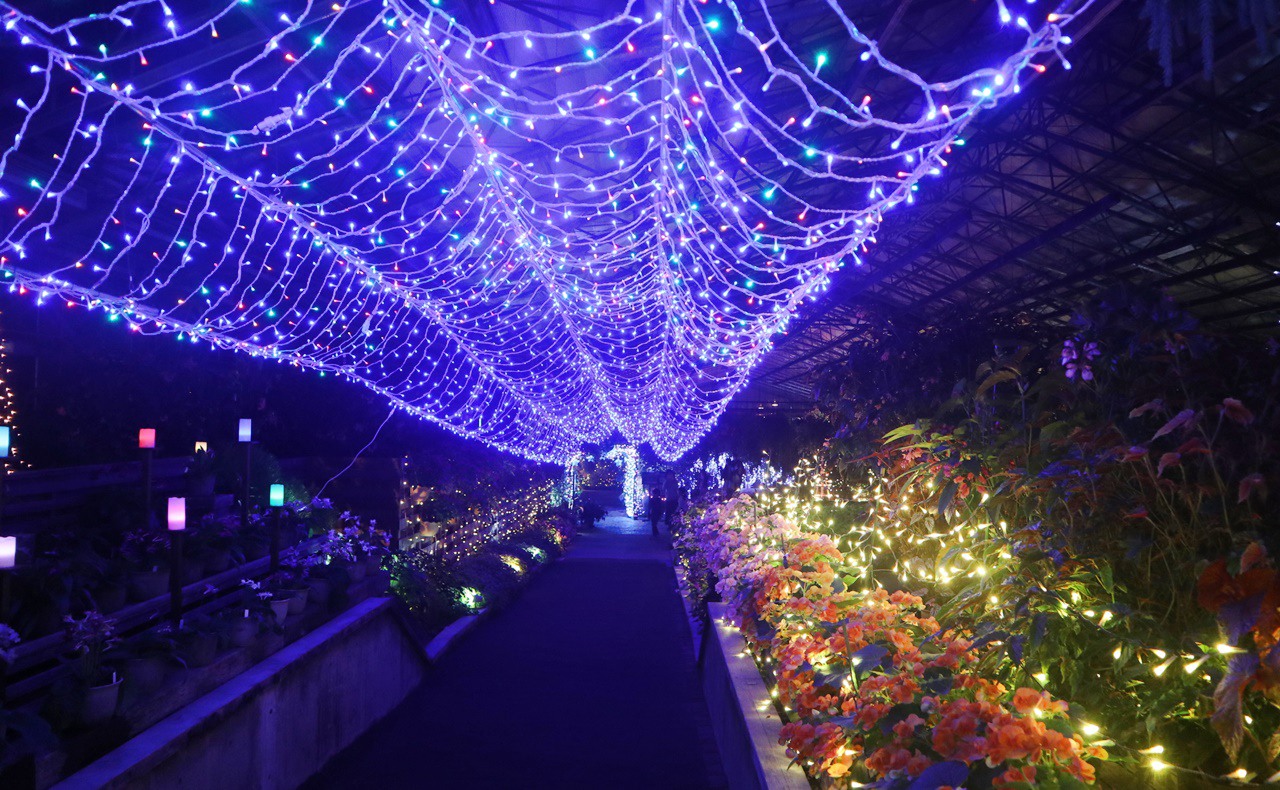 松江】松江フォーゲルパークの「ウインターナイトフェスティバル」花と