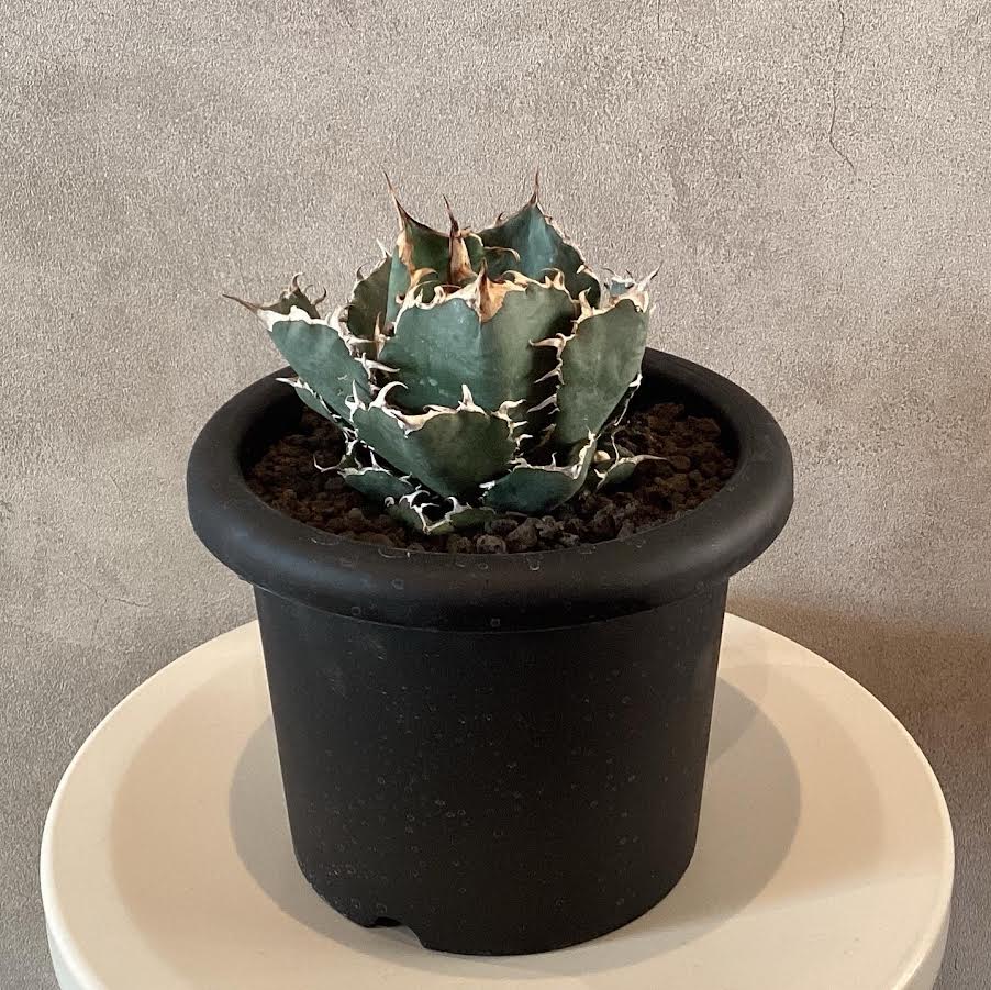 アガベ「白鯨」入荷しました / 静岡県島田市 アガベ・サボテン・多肉