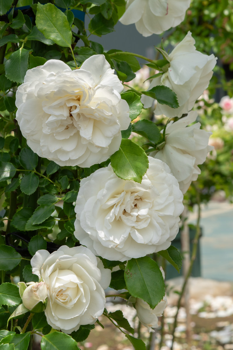 ホワイト メイディランド ｜バラ苗の通販の篠宮バラ園