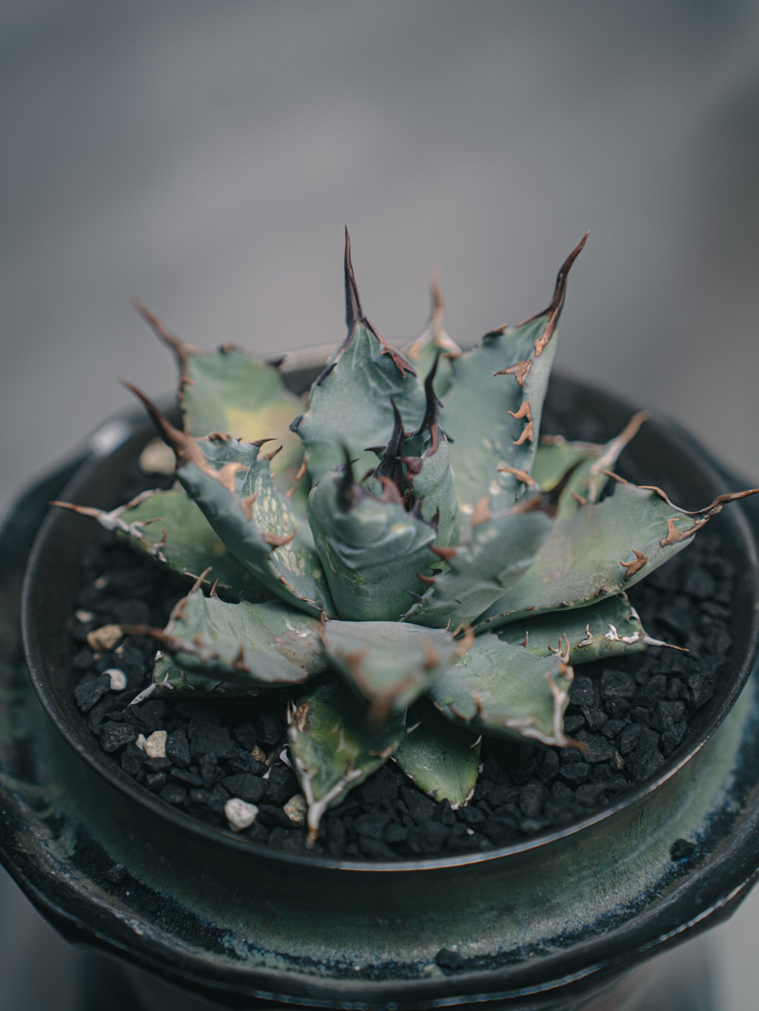 アガベ ハイブリッド ネバデンシス×BB チタノタ オテロイ ロック