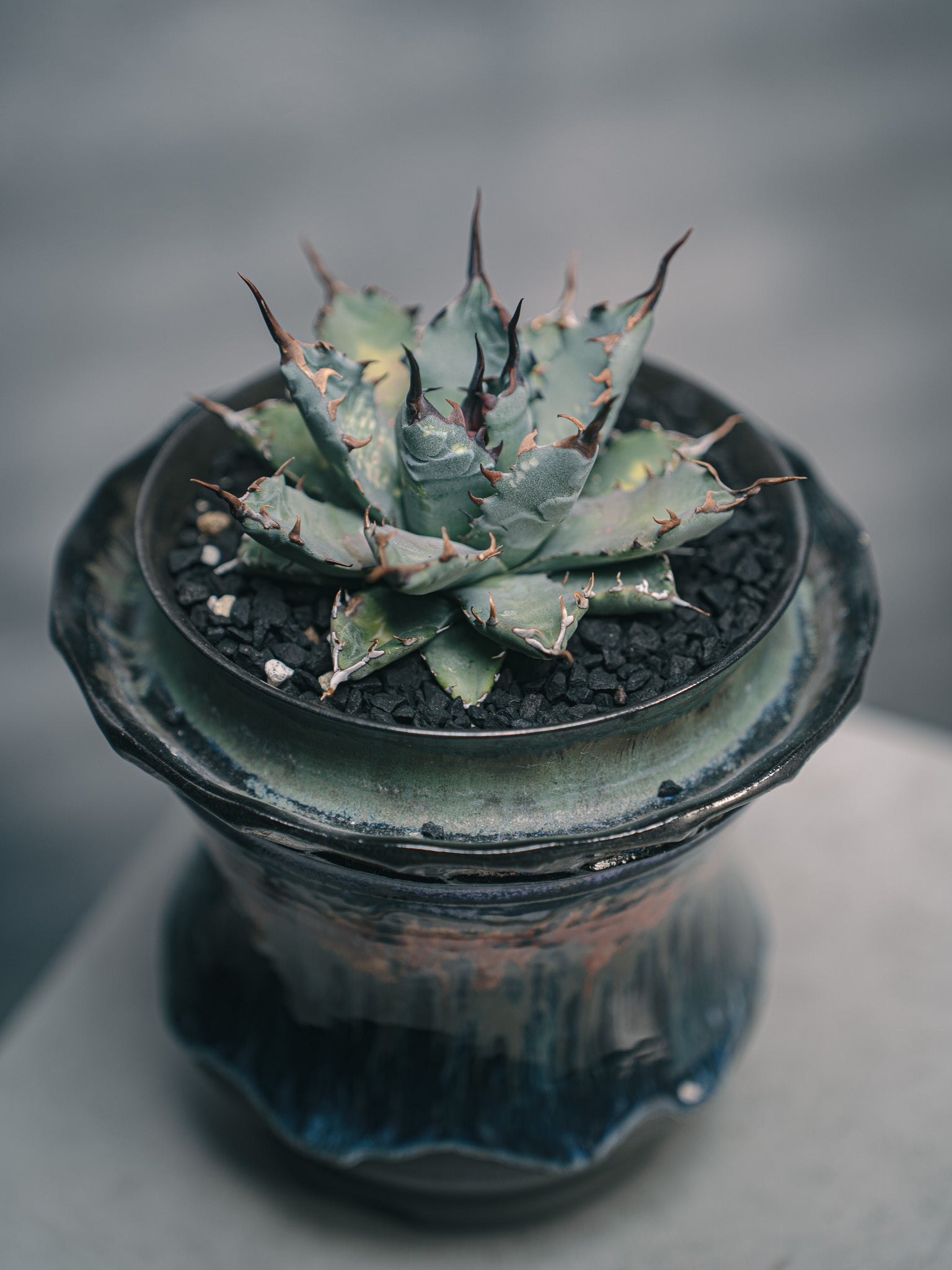 アガベ ユタエンシス BBxネバデンシス 闇炎植栽 – Sigma Plants