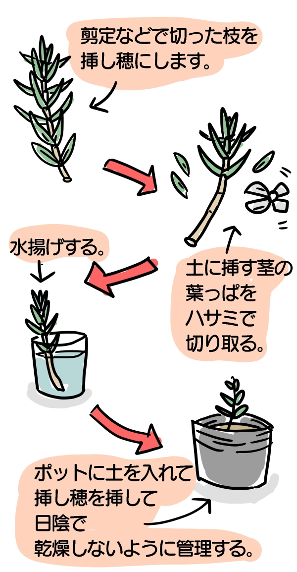 挿し木・水挿しで株を増やすのは簡単です（ローズマリー）