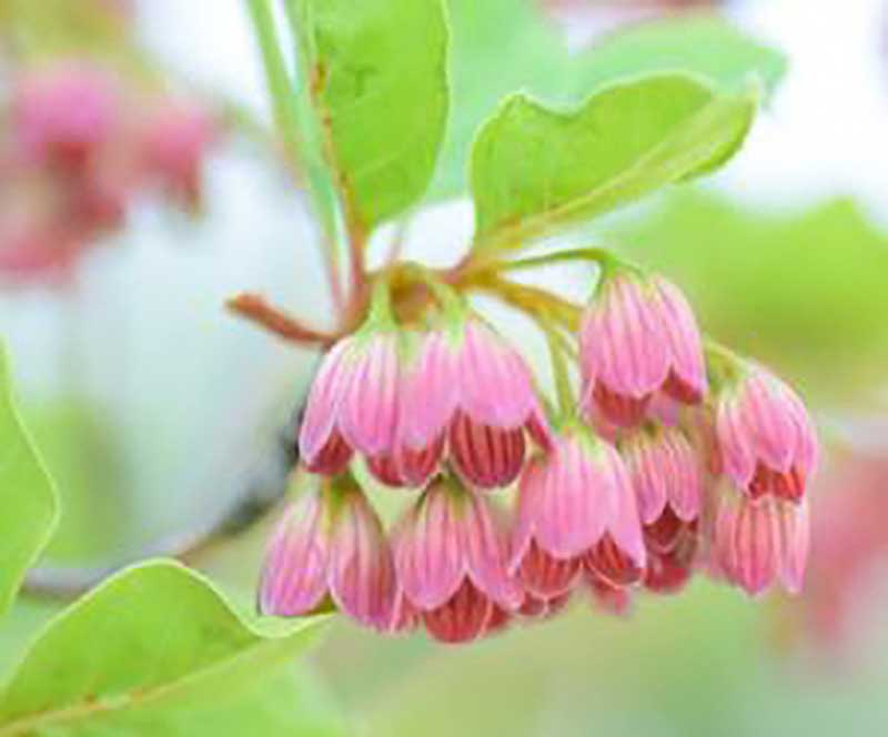 高塚高原のサラサドウダン | SOUSOU相双～相双地方魅力発信ポータルサイト