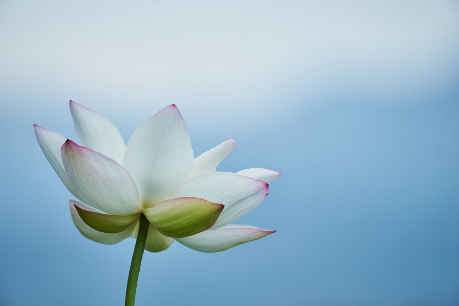 Canon New FD 300mm F4L | PHOTO OLD LENSES