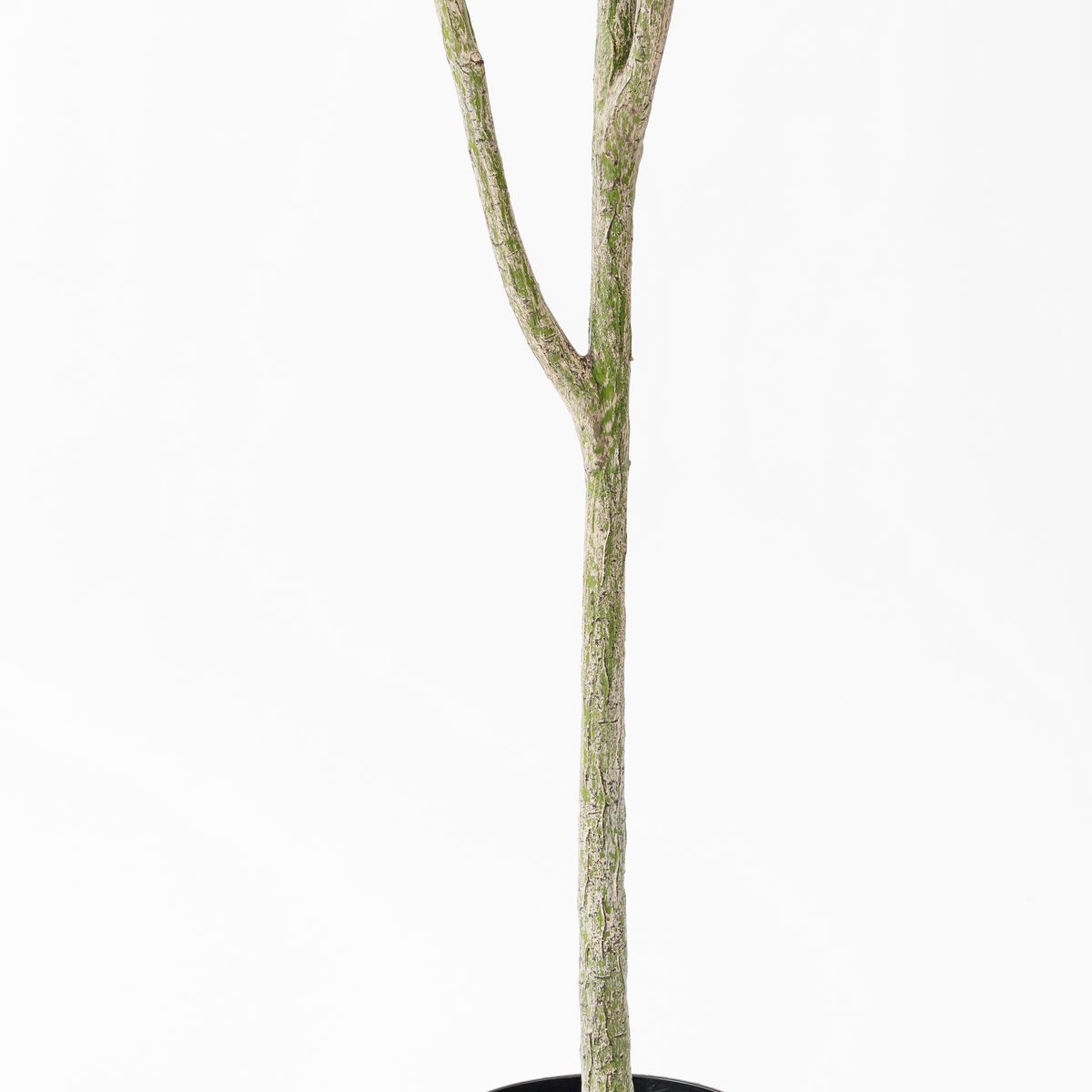 直送】【人工観葉植物】アスカ/オリーブ(ポット付) #044 ナチュラル/A