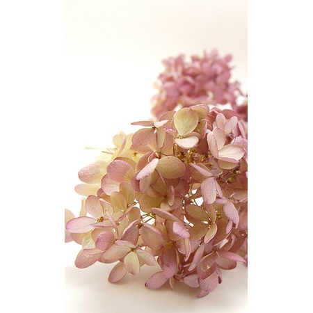 アジサイ(紫陽花)|ドライフラワー 通販 - はなどんやアソシエ