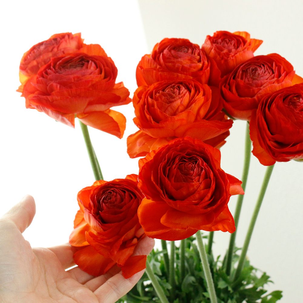 生花】ラナンキュラス サノワ(朱系オレンジ):JA高千穂【早締切-50