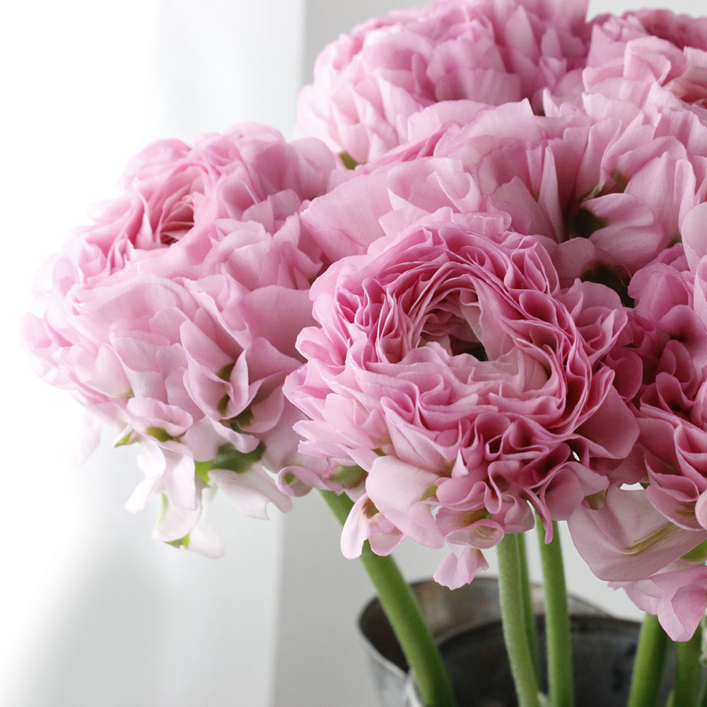 08直前】ラナンキュラス ポンポンアリス(ピンク緑)50CM - 花材通販は