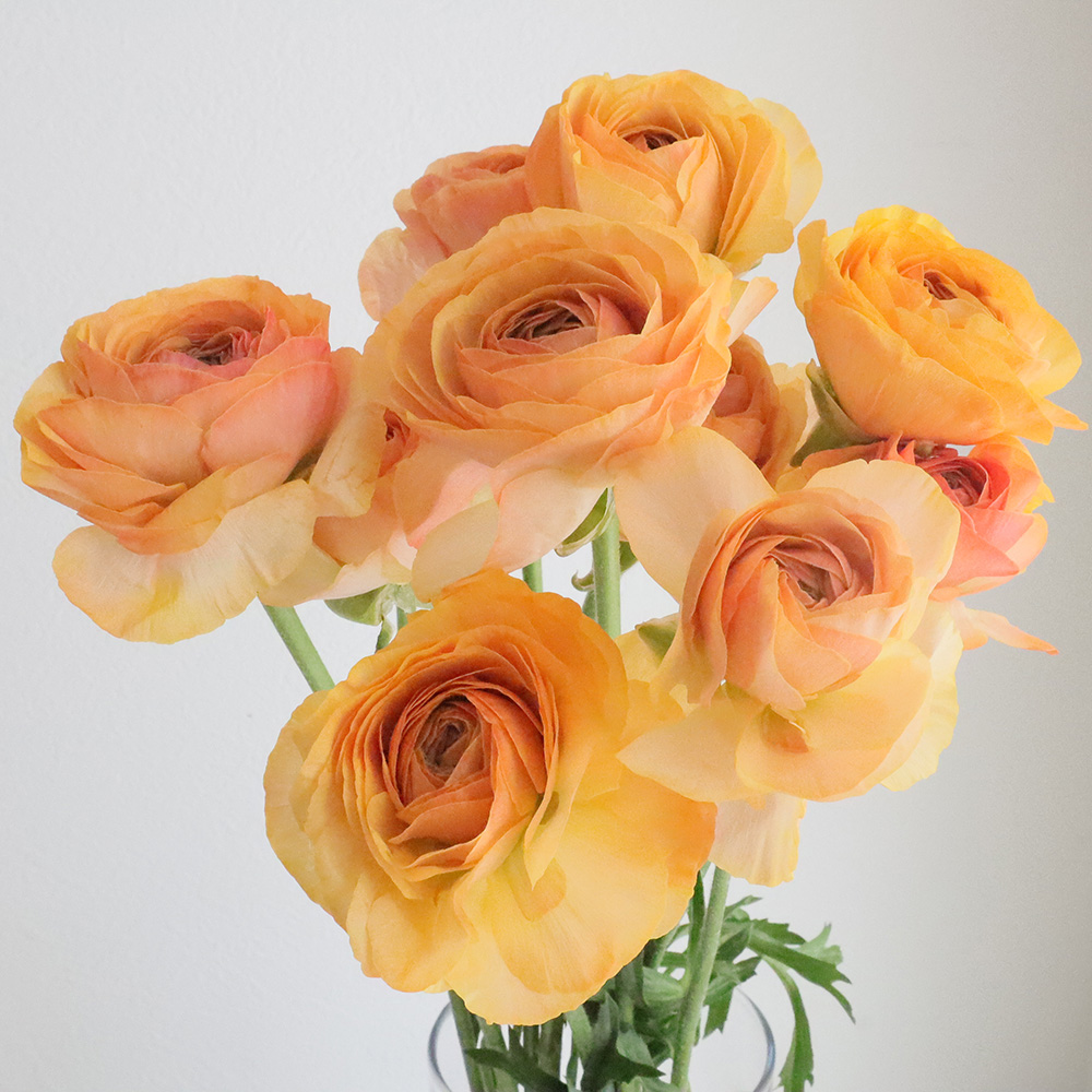 直前!!!】ラナンキュラス カラ(淡オレンジ) セレクト40-50cm 長野県