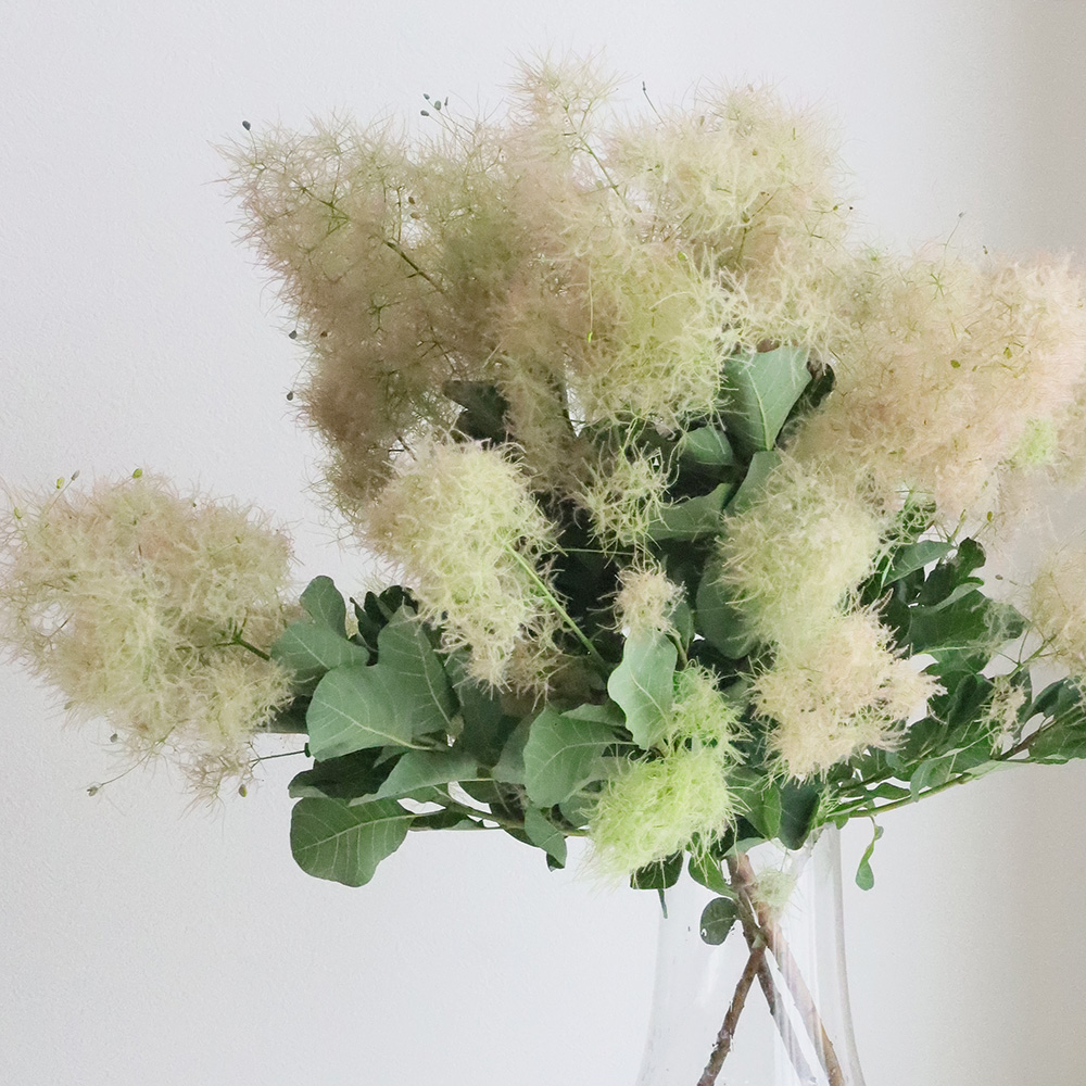 生花】スモークツリーホワイトファー M60cm程度 星野さん【IT-29