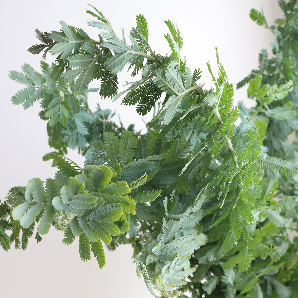 生花】銀葉アカシア 70cm程度 【IT】※ミモザではありません - 花材通販