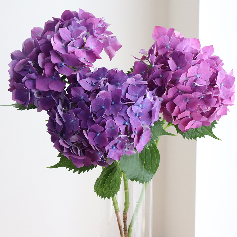 生花】前林園芸フレッシュアジサイ 濃いパープル系(L-2L)【OT】 - 花材