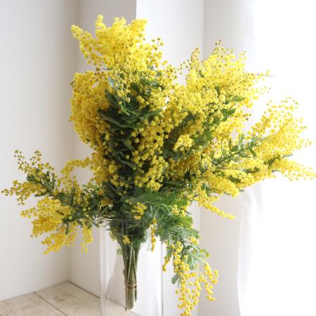 生花】国産ミモザアカシア(4-50cm程度)【OR-63】 - 花材通販はなどんや