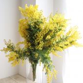 生花】国産ミモザアカシア(4-50cm程度)【OR-63】 - 花材通販はなどんや