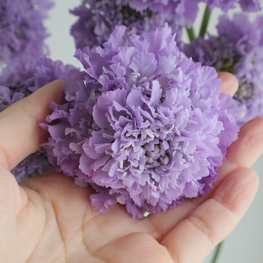 生花】ロングスカビオサ ティーベリースクープ(ラベンダー)70cm【FJ