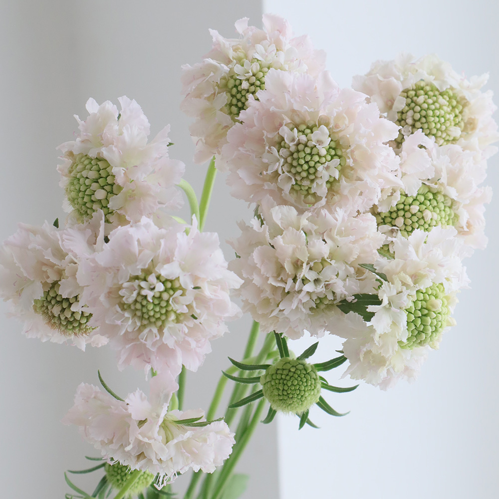 直前!】スカビオサ フレンチバニラ (ごくごく淡いピンク) 40cm- 青木