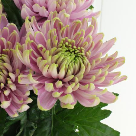 生花】デコラマム ロサーノシャルロッテ(ピンク緑):JFDマムなど【FJ